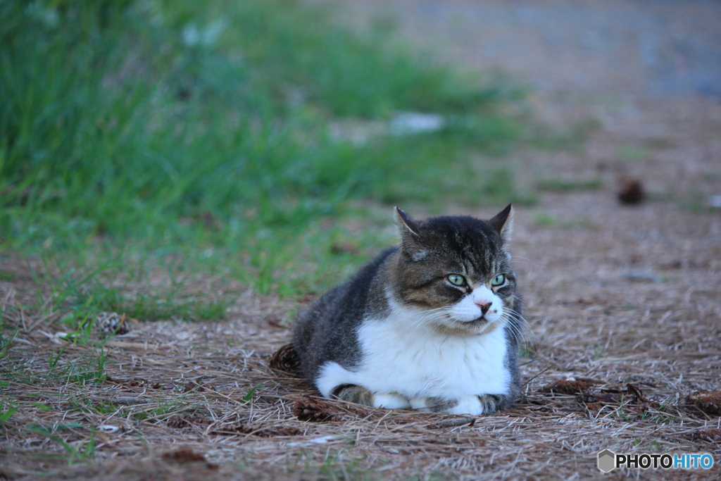 撮って出し(2024-04-22_18-16)-(Canon EOS 60D-1
