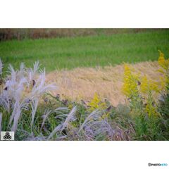 撮って出し(2023-10-12_15-30)-50--X-E1_1