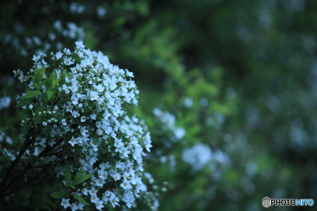 撮って出し(2025-04-20_05-12)-(Canon EOS 60D-2