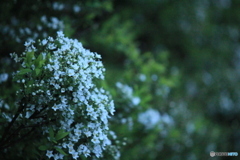 撮って出し(2025-04-20_05-12)-(Canon EOS 60D-2