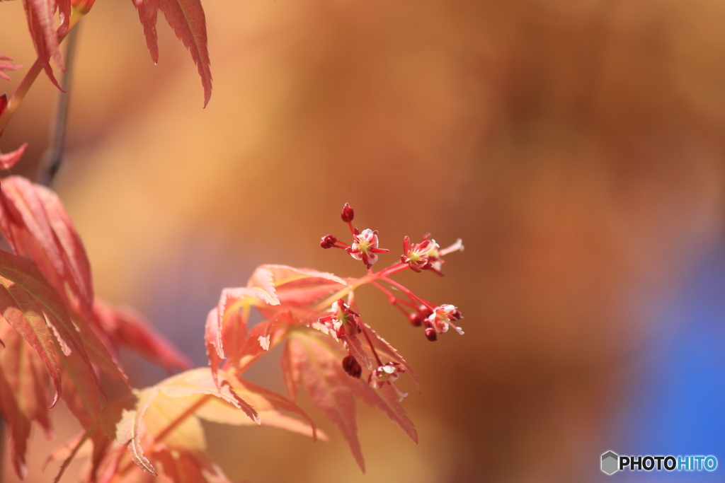 撮って出し-Canon EOS 60D-250.0-22_05_02-0