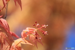 撮って出し-Canon EOS 60D-250.0-22_05_02-0