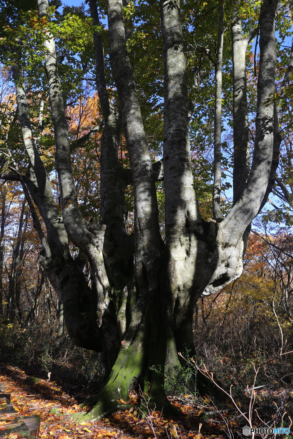 撮って出し(2025-11-04_08-41)-(Canon EOS 6D-28
