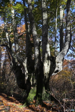 撮って出し(2025-11-04_08-41)-(Canon EOS 6D-28