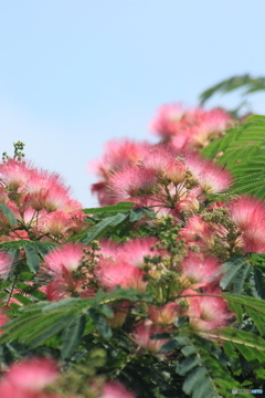 撮って出し(2025-07-08_10-16)-(Canon EOS 60D-3