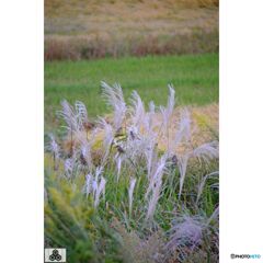 撮って出し(2023-10-12_15-31)-50--X-E1