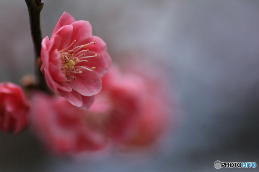 撮って出し(2025-04-06_09-44)-(Canon EOS 60D-9