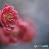 撮って出し(2025-04-06_09-44)-(Canon EOS 60D-9