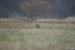 撮って出し(2025-04-08_10-56)-(PENTAX K10D-100