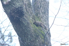 撮って出し(2025-04-20_06-39)-(Canon EOS 60D-2