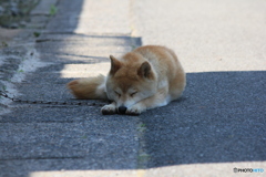 撮って出し-Canon EOS 60D-200.0-23_06_13-0