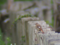 撮って出し(2025-04-27_08-32)-(E-M5-0())