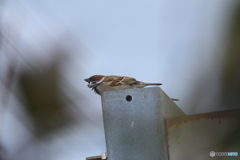 撮って出し(2025-02-25_12-02)-(Canon EOS 60D-2