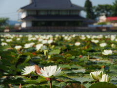 撮って出し(2024-06-12_07-06)-(E-M5-60(OLYMPUS