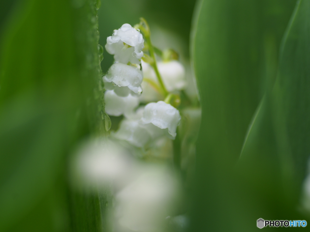 撮って出し(2025-05-21_10-05)-(E-M5-0())