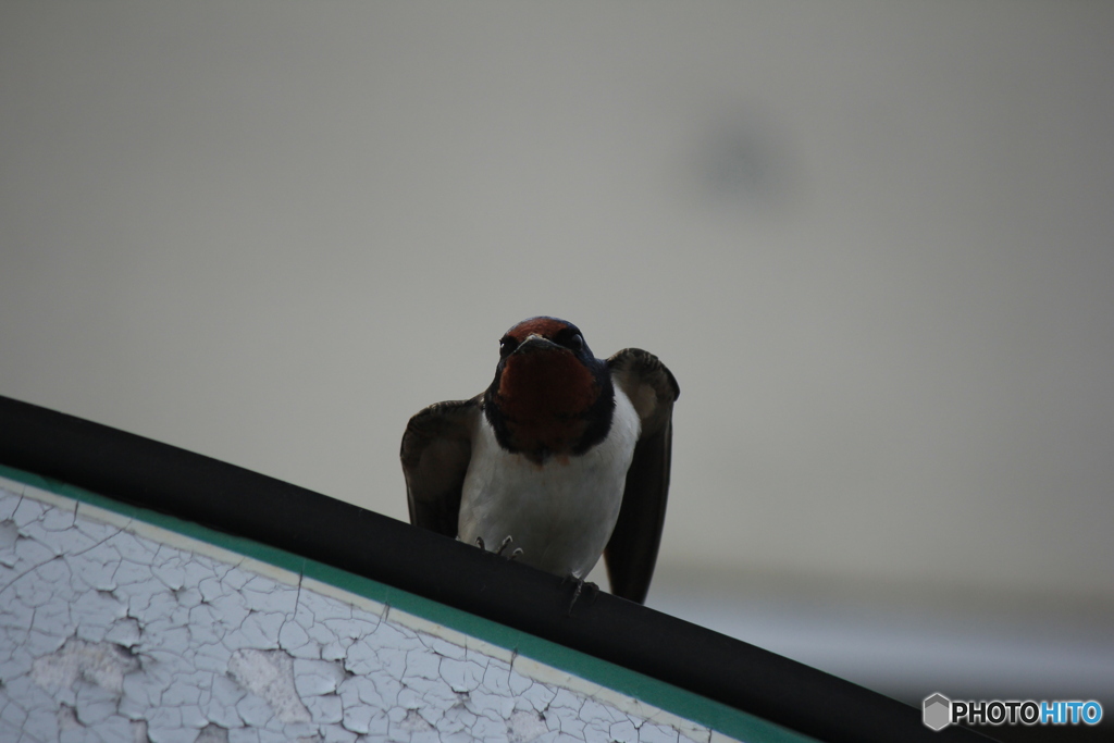 撮って出し(2025-04-18_09-25)-(Canon EOS 60D-2