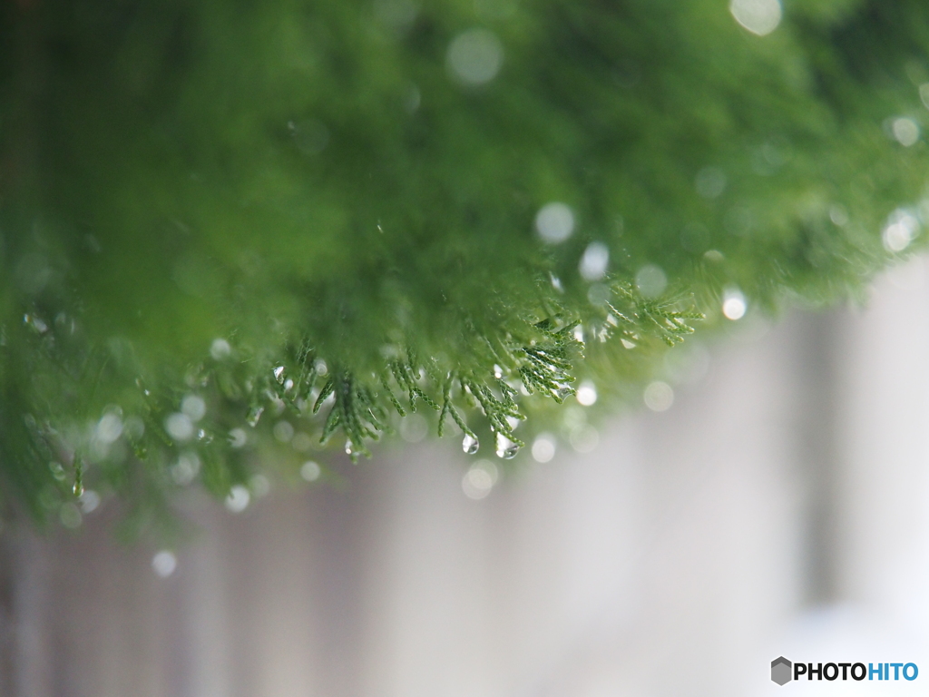 撮って出し(2025-01-12_09-38)-(E-M5-150(OLYMPU