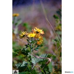 撮って出し(2023-11-22_11-33)-50--X-E1-DSCF003