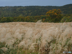 撮って出し(2025-10-18_12-13)-(E-M5-25(OLYMPUS