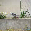 撮って出し(2024-04-26_13-44)-(Canon PowerShot