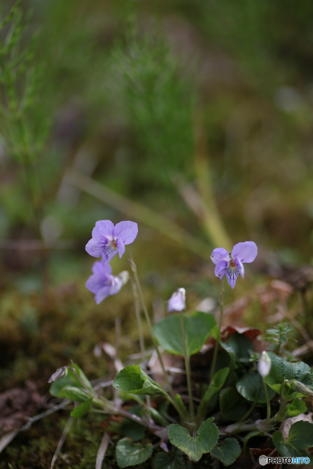 撮って出し(2024-04-18_11-36)-(Canon EOS 6D-90