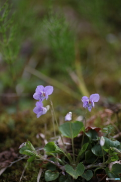 撮って出し(2024-04-18_11-36)-(Canon EOS 6D-90