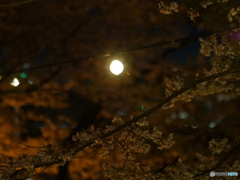 撮って出し(2025-04-18_18-45)-(E-M5-0())