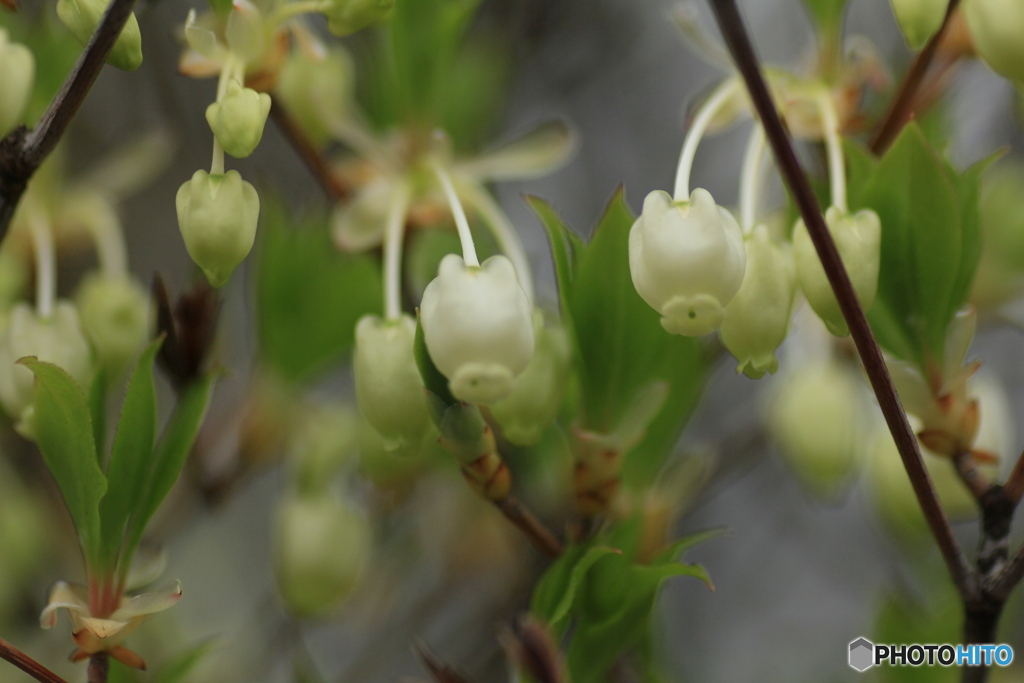 撮って出し(2025-04-25_10-20)-(Canon EOS 60D-9