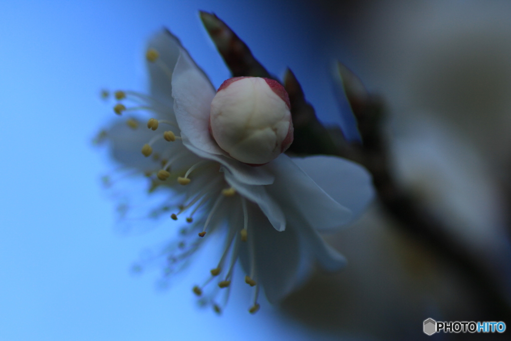 撮って出し(2025-03-31_06-33)-(Canon EOS 60D-9