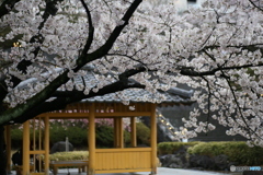 撮って出し(2025-04-18_17-29)-(Canon EOS 6D-90