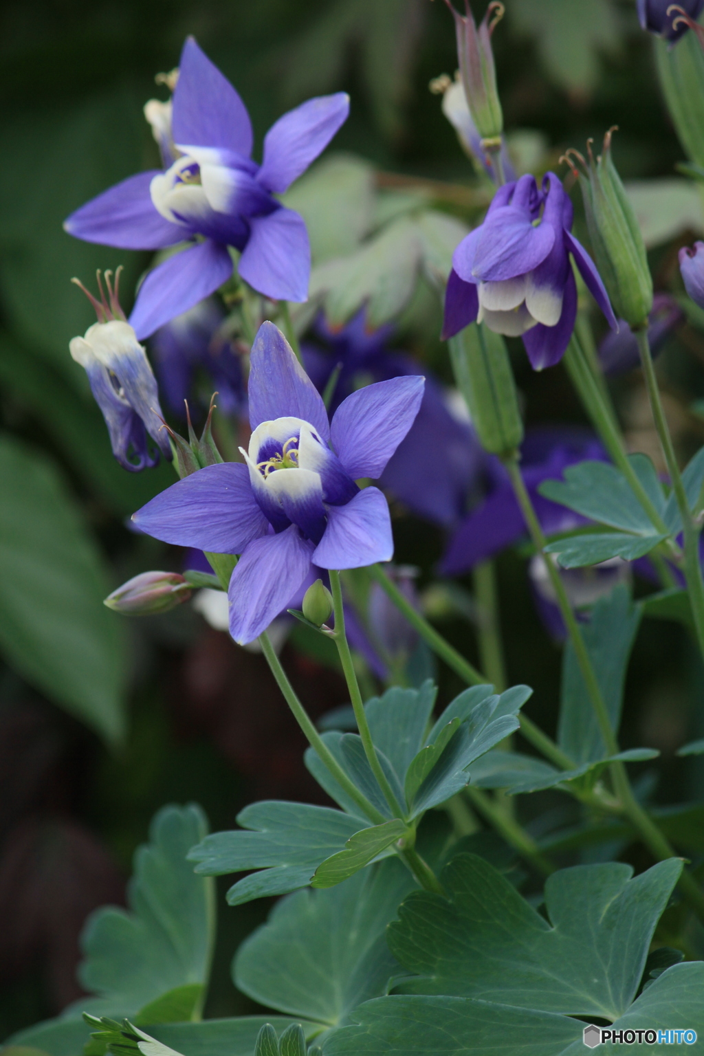 撮って出し(2024-05-12_10-15)-(Canon EOS 60D-1