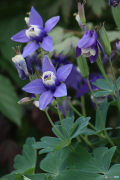 撮って出し(2024-05-12_10-15)-(Canon EOS 60D-1