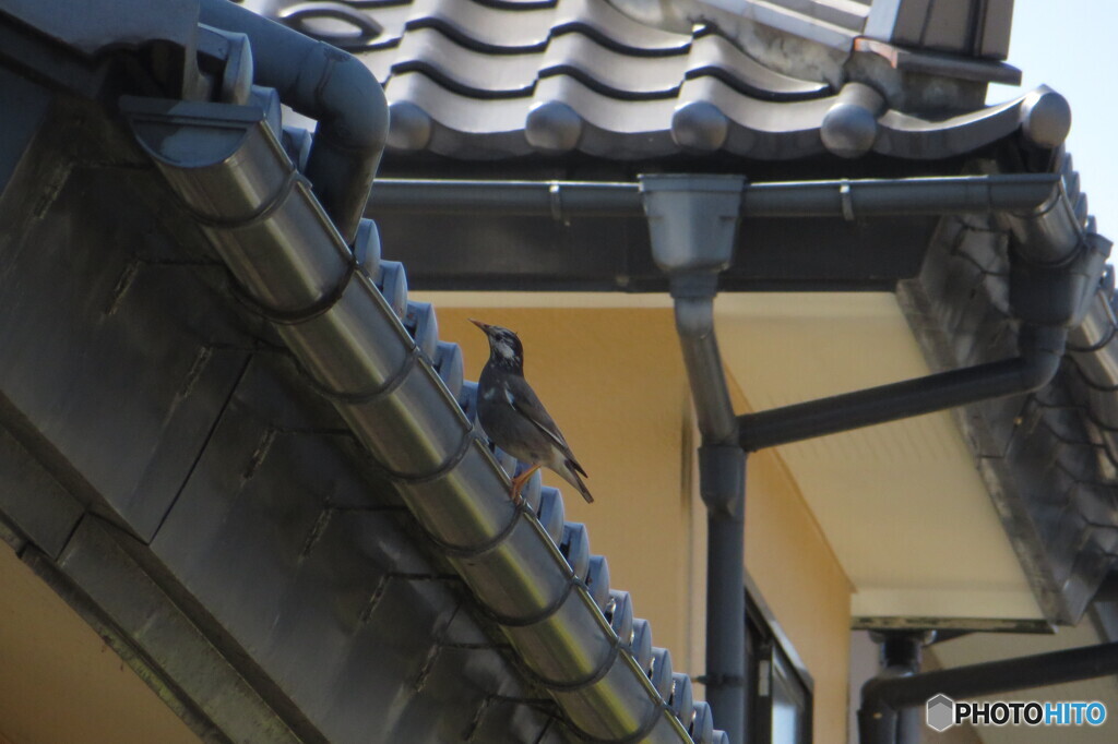 撮って出し-Canon PowerShot SX280 HS-90.0-41_0