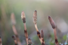 撮って出し(2025-04-05_06-45)-(Canon EOS 6D-90