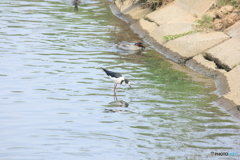撮って出し(2025-04-27_12-29)-(Canon EOS 60D-2