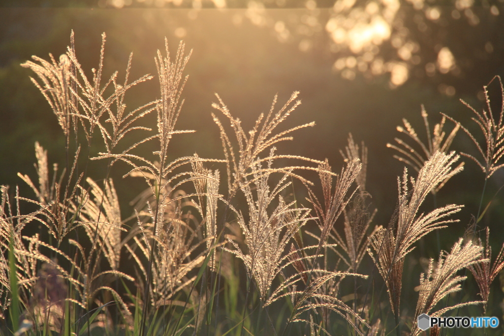 撮って出し-Canon EOS 60D-190.0-22_09_14-0