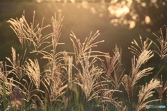 撮って出し-Canon EOS 60D-190.0-22_09_14-0
