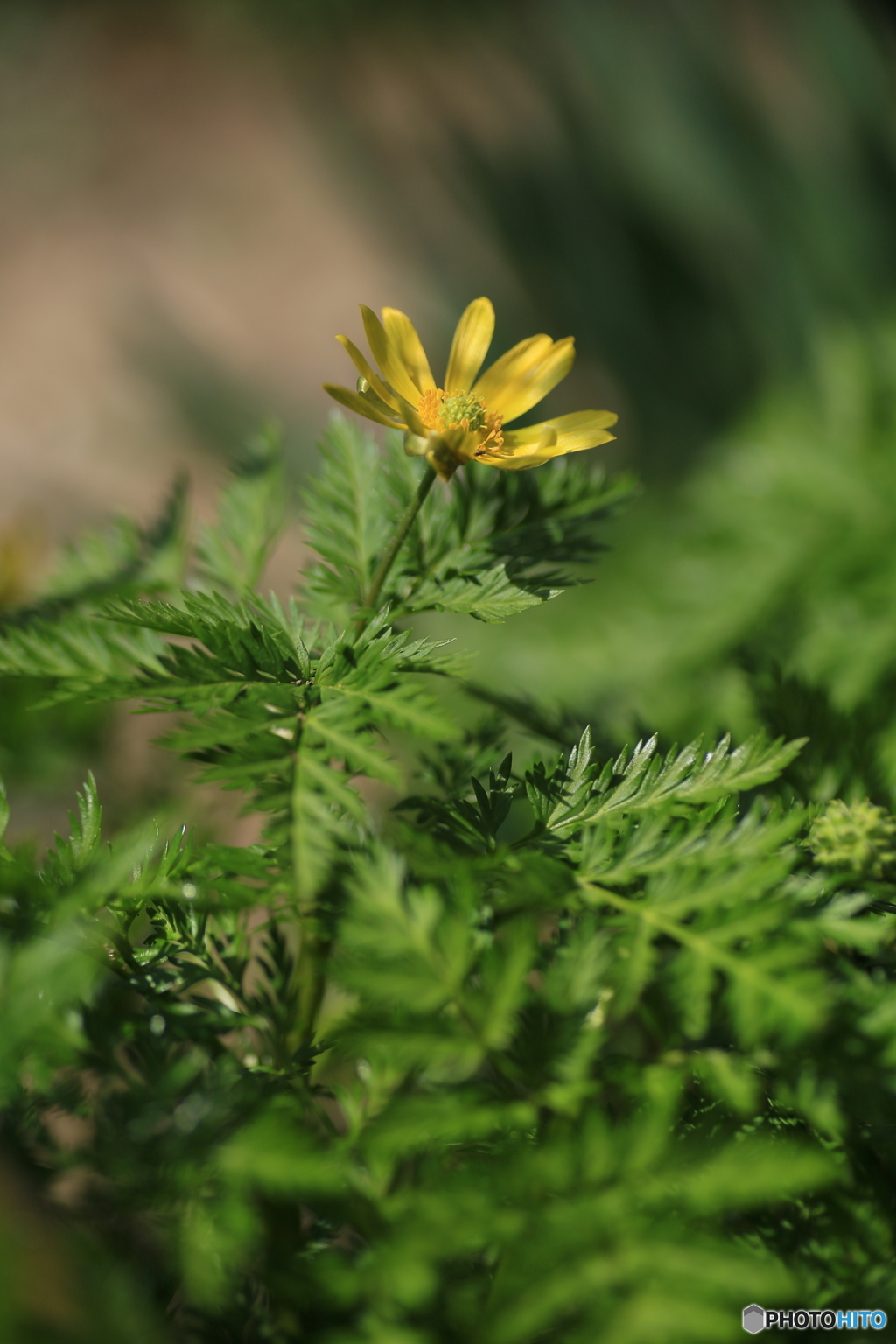 撮って出し(2024-04-08_10-59)-(Canon EOS 6D-90