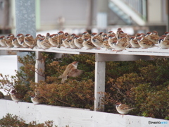 撮って出し(2025-02-18_09-11)-(E-M5-150(OLYMPU