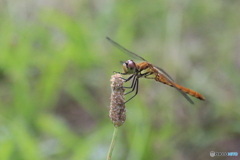 撮って出し(2024-07-16_15-05)-(Canon EOS 6D-90