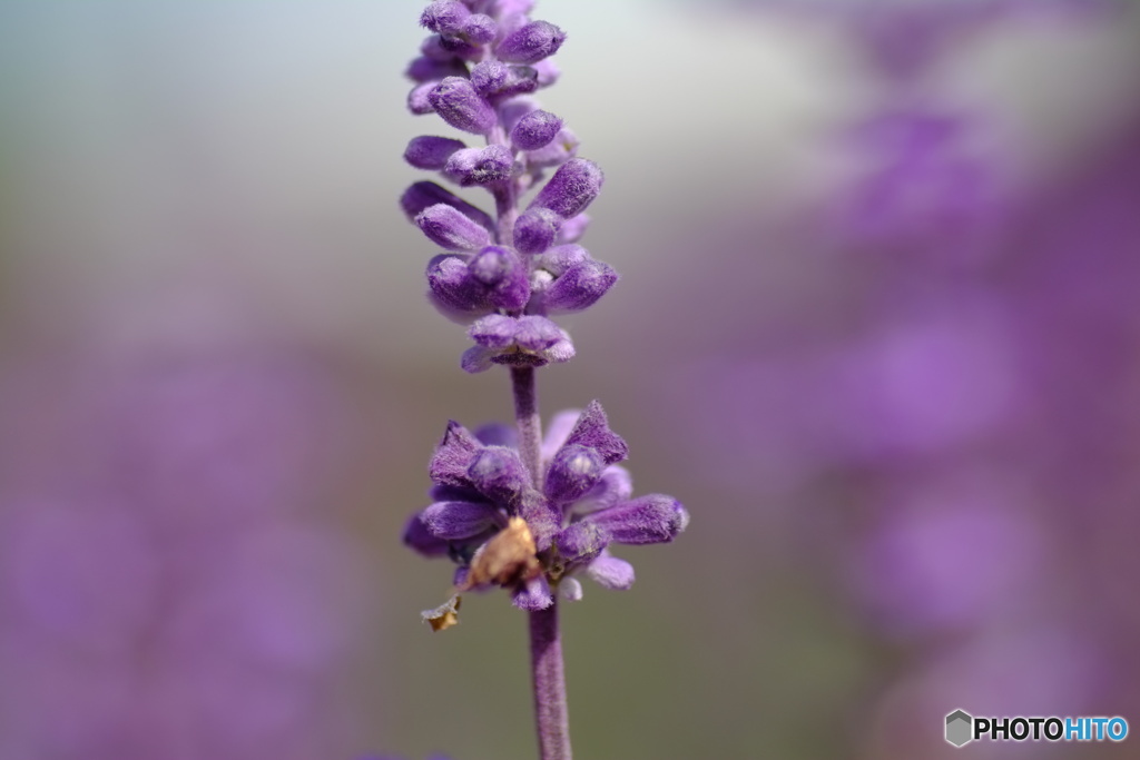 撮って出し(2025-10-04_12-36)-(X-E1-50())_02