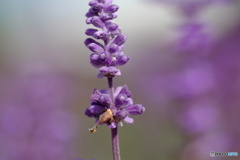 撮って出し(2025-10-04_12-36)-(X-E1-50())_02