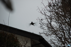 撮って出し(2024-08-26_22-30)-(NIKON D200-250(