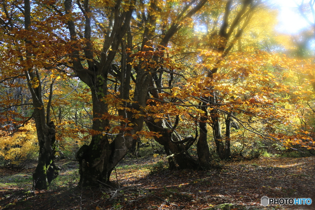 撮って出し(2025-11-04_11-13)-(Canon EOS 6D-38