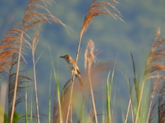 撮って出し(2024-06-20_05-27)-(E-M5-0())_03