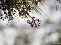 撮って出し(2024-04-28_17-51)-(Canon PowerShot