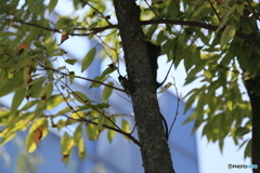 撮って出し(2024-08-06_12-06)-(Canon EOS 6D-12