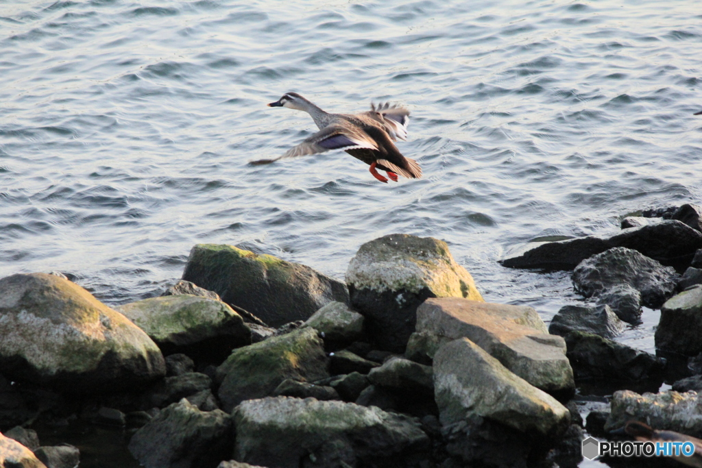 撮って出し(2024-04-23_17-50)-(Canon EOS 60D-2