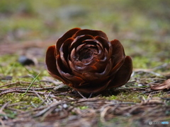 撮って出し(2025-03-21_16-22)-(E-M5-150(OLYMPU