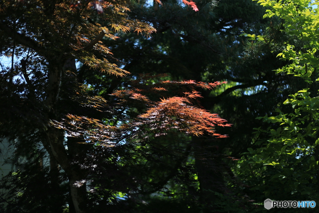 撮って出し(2024-05-23_13-34)-(Canon EOS 6D-50